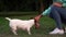 Stylish lady plays with small funny dog pulling toy in park