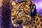 Stylish leopard in purple headphones. Fantasy fashion concept. Neural network AI generated