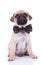 Stylish little pug wearing a black bowtie