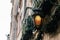 Stylish luxury christmas garland and vintage lantern on old wal