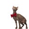 Stylish metis cat with red bowtie looks up