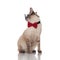 Stylish metis cat with sunglasses sits and looks to side