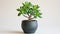 Stylish money tree. Crassula ovata. Bonsai style. Indoor plant