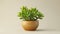 Stylish money tree. Crassula ovata. Bonsai style. Indoor plant