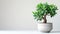 Stylish money tree. Crassula ovata. Bonsai style. Indoor plant