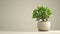 Stylish money tree. Crassula ovata. Bonsai style. Indoor plant