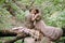 Stylish newlyweds having rest on a plaid in the forest. The bride and groom sits on the log in nature.