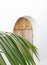 Stylish palm  leaves on white wall. Minimal aesthetic nature background