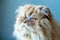 Stylish Persian Cat Flaunts Playful Charm In Vibrant Scene With Fashionable Glasses