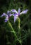 Stylish Purple Iris Flower