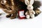 Stylish ring in red box and bunny and sweet cat on white backgro