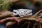 Stylish rings, flowers on wooden table background. Letters from the bride and groom. Vows. Engagement. Luxury marriage and wedding