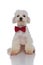 Stylish seated bichon wearing a red bowtie