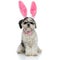 Stylish shih tzu with pink rabbit ears headband sitting