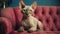 Stylish sphynx cat sitting on a luxurious sofa with velvet upholstery.