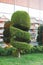 Stylish spiral trimmed, bushes, shrubs, coniferous evergreen trees. Modern architecture,topiary garden. Urban green