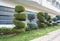 Stylish spiral trimmed, bushes, shrubs, coniferous evergreen trees. Modern architecture,topiary garden. Urban green