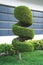 Stylish spiral trimmed, bushes, shrubs, coniferous evergreen trees. Modern architecture,topiary garden. Urban green