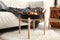 Stylish table with golden apples and moose horn in interior of room