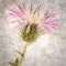 Stylish textured old paper square background with common  thistle