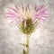 Stylish textured old paper square background with common  thistle