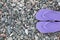 Stylish violet flip flops on pebble seashore, top view. Space for text