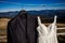 Stylish wedding dress and suit hanging on hanger. Amazing mountain landscape background