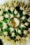 Stylish wedding rings on beautiful fresh green cactus, love concept