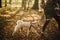 Stylish woman with backpack walking with cute dog in sunny autumn woods, close up. Young female traveler hiking with swiss