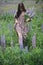 Stylish woman in rustic dress holding lupine bouquet in meadow. Cottagecore aesthetics. Young female in linen dress walking and