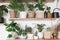 Stylish wooden shelves with green plants and black watering can. Modern hipster room decor. Cactus, pothos, asparagus, calathea,