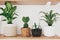 Stylish wooden shelves with modern green plants and white watering can.  Cactus, Dieffenbachia, Dracaena, Sansevieria flower pots