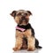 Stylish yorkie wearing pink bowtie looks up to side