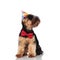 Stylish yorkshire terrier wearing birthday hat looks up to side