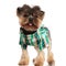 Stylish yorkshire terrier wearing an elegant costume and panting