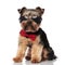 Stylish yorkshire terrier wearing sunglasses sitting