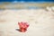 Stylishly beautiful seashell coral on sand background on sea