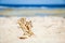 Stylishly beautiful seashell coral on sand background on sea