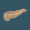 Stylization of hand drawing. Vector isolated illustration of pancreas anatomy. Human digestive system icon. Diseases of the