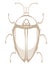 Stylized beetle illustration in art deco style.