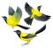 Stylized Birds - Audubon`s Oriole