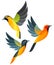 Stylized Birds in flight - New World Orioles