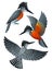 Stylized Birds - Kingfisher