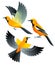 Stylized Birds - Orange Oriole