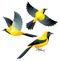Stylized Birds - Yellow-backed Oriole