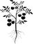 Stylized black silhouette of tomato plant with leaves, ripe tomatoes and root system