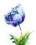 Stylized blue Tulip flowers