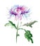 Stylized Chrysanthemum flower illustration