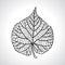 Stylized detail silhouette of leaf isolated on