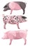Stylized Domestic Pigs